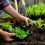 Best Gardening Tips for Novices