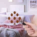 Tips To Deal With The Bed Bugs